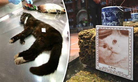 Serial Cat Killer Returns To Strike Surrey Easter Holidaymakers Uk