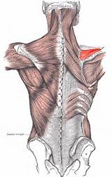 Images of Rear Deltoid Exercises