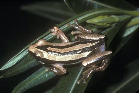 Calphotos Afrixalus Wittei De Wittes Spiny Reed Frog