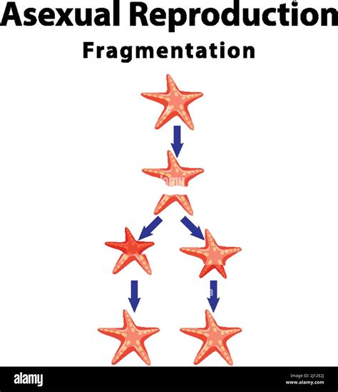 Starfish Reproduction Diagram