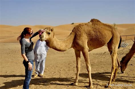 It's cold and stormy out here. Life in Dubai: Camels