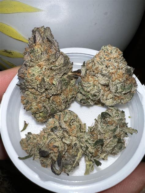 Eager Beaver Marijuana Strain Information & Reviews | AllBud