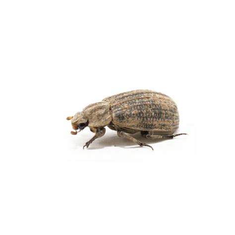 dermestes maculatus hide beetle russell ipm