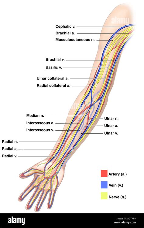 Arteries Veins And Nerves Of Arm From An Anterior Front View Labeled The Best Porn Website