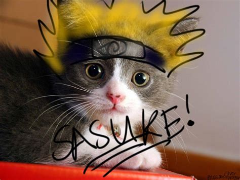 Naruto Cat By Prussiansilverdragon On Deviantart
