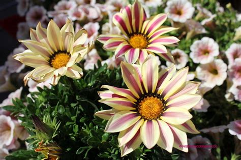 Free for commercial use no attribution required high quality images. PlantFiles Pictures: Gazania, Treasure Flower 'Big Kiss ...