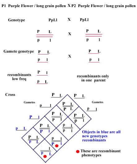 You completed these last year. Dihybrid Crosses and Gene Linkage - Topic 10 - Genetics