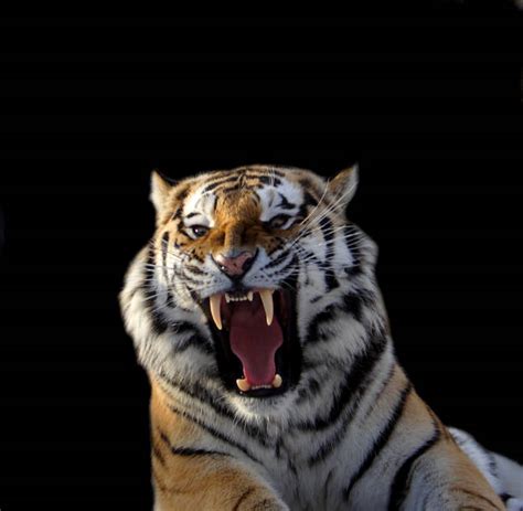 Royalty Free Tiger Snarling Pictures Images And Stock Photos Istock
