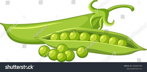 Green Peas Pod Illustration Stock Vector Royalty Free