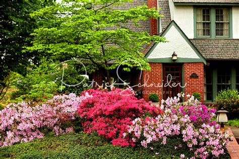 Bush cherries are characterized by having three winter buds per axil. Spring flowers in bloom in Charlotte, North Carolina ...