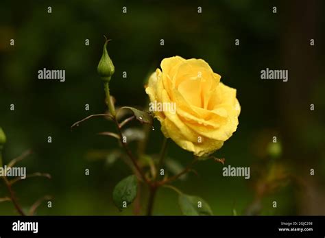 Pink Rose With Raindrops Stock Photo Alamy