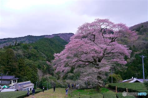 牛代の水目桜 By Ysan （id：5462941） 写真共有サイトphotohito