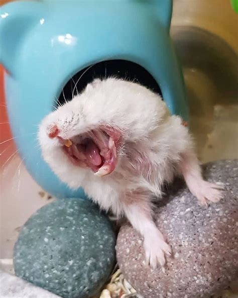 Cute Yawning Hamster