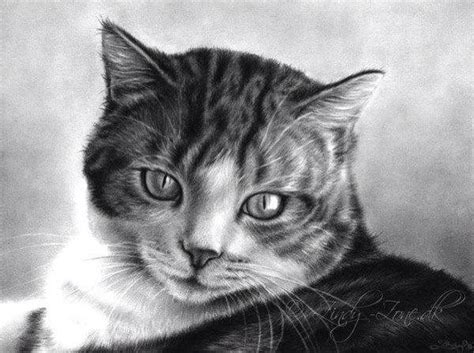 Ilustración Realista De Gato Simplemente Hermosa Cat Drawing