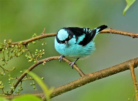 It has a blue crown and golden eyes or iris. Black-faced Dacnis photo - Roger Ahlman photos at pbase.com