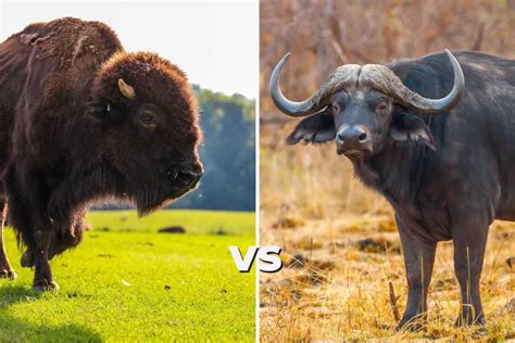 Buffalo Vs Bison These Are The Main Differences