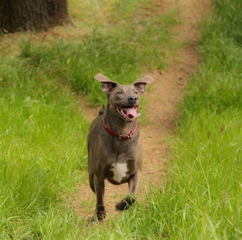 Blue Lacy Dog Breed Info And Characteristics