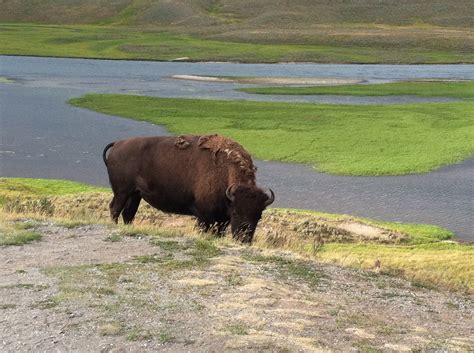 Buffalo Yellowstone Natural Landmarks Yellowstone Travel