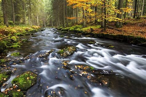 Grosser Regen River Autumn Bavarian Forest National Park