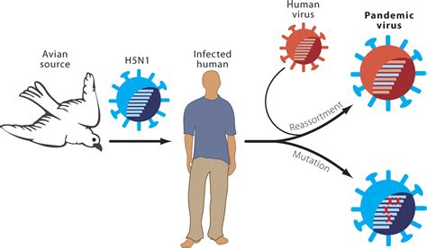 The Genesis Of A Pandemic Influenza Virus Cell