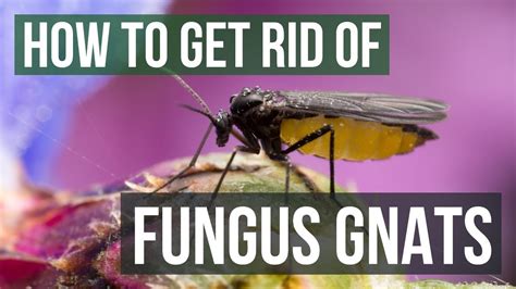 How To Get Rid Of Fungus Gnats 4 Simple Steps Youtube