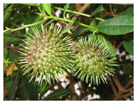 Porcupine Fruits Plant And Nature Photos Through The Lens