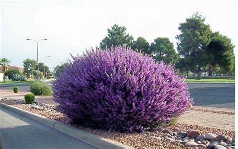 Sage Bushes Showing Their Beauty By The El Paso International Airport