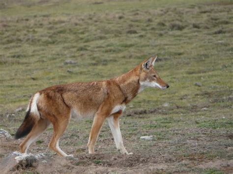 Ethiopian Wolf Also Known As The Abyssinian Wolf Abyssinian Fox Red