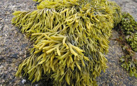 Seaweed Miracle Supplement Or Massive Con
