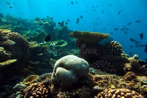 Edge Of Coral Reef In Maldives Stock Photo Image Of Lifestyles