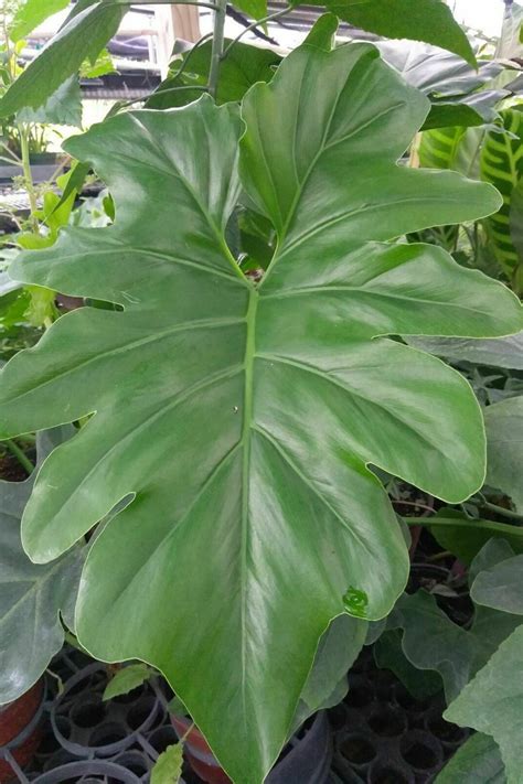 Philodendron Revolution Plants Philodendron House Plants Indoor