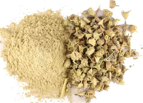 So does it increase your testosterone? Gokshura | Tribulus Terrstris| Buy Pure Gokshura in Dubai ...