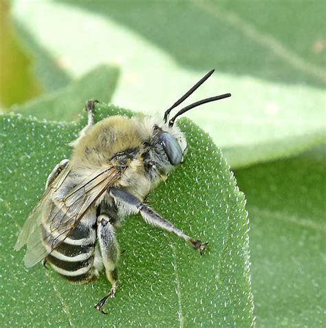 Digger Bee Anthophora Walshii Bugguidenet