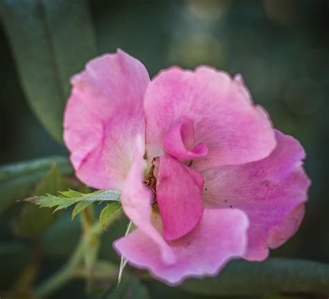 Pink Rose Photograph By Jane Luxton Fine Art America