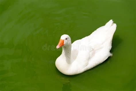 White Duck Swimming In The Pool Stock Image Image Of Duck Feathers