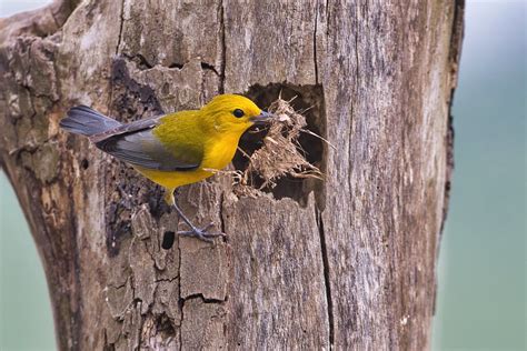 Prothonotary Warbler Building Nest Steve Creek Wildlife Photography