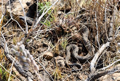 But watch out for the pesky snakes that will chase you to kill you! Sterkfontein Snakes - Sterkfontein Country Estates