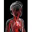 Human Vascular System Photograph By Pixologicstudio