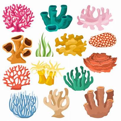 Coral Vector Sea Ocean Undersea Fauna Illustration