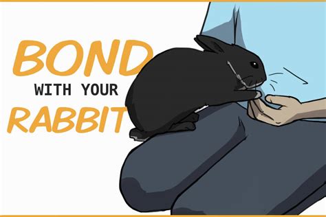 15 Ways To Bond With Your Pet Rabbit