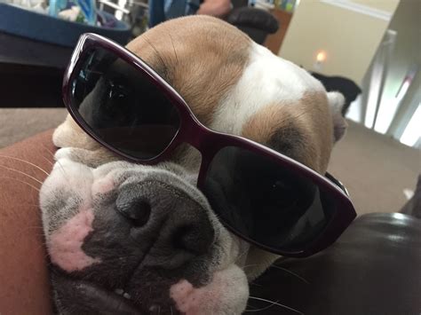 Bulldog In Sunglasses Sunglasses Bulldog Dogs