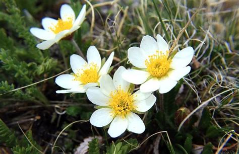 Small White Flower With 8 Petals And A Bold Yellow Center It Is Low