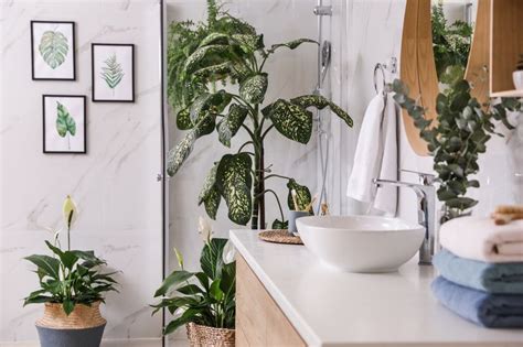 Plants That Thrive In The Bathroom Leighton Buzzard