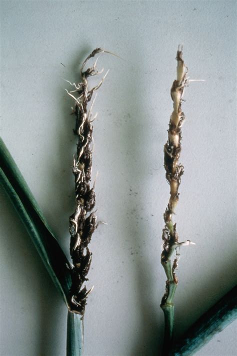 Loose Smut Of Wheat Field Crop Diseases Victoria Field Crop