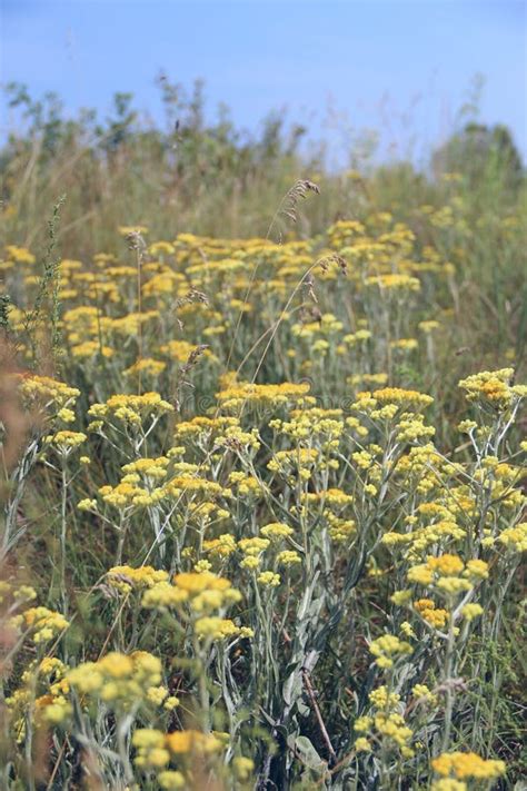 Artemisia Absinthium Blossoming In Summer Field Wormwood Flowers Stock