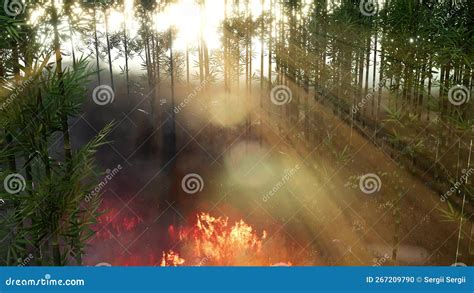 Wind Blowing On A Flaming Bamboo Trees During A Forest Fire Stock Photo