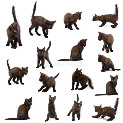 Dos Gatitos Negros Que Juegan Junto Imagen De Archivo Imagen De