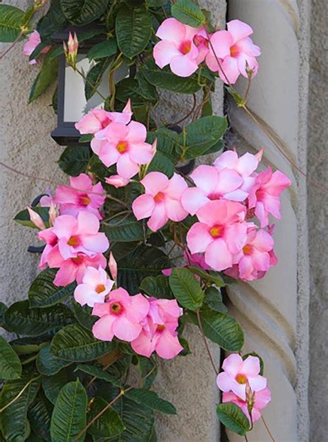These plants, unlike others, have a horizontal growth pattern, as they have a really weak stem that can not hold the weight of plus, these plants require support to climb up. Climbing plants: 7 fast growing climbers, vines and ...