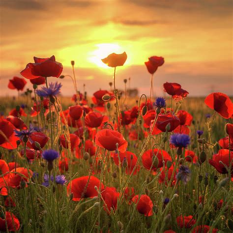 Poppys Sunset Photograph By Steffen Gierok