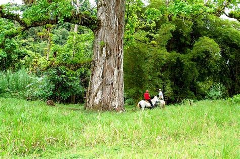 Tree Of The Month Espavel Titi Conservation Alliance